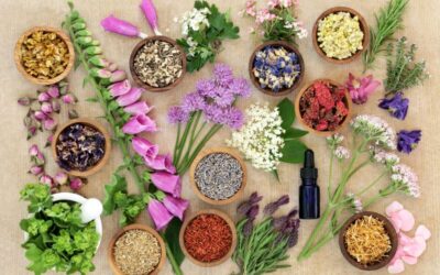 Una domenica speciale, valorizzazione di spezie ed erbe aromatiche del territorio